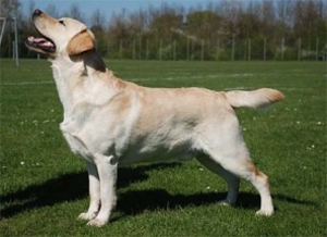 Litter "B" born 26.04.2010